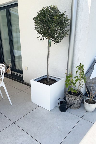 Olivenbaum in einem weißen, quadratischen Pflanzkübel auf einer modernen Terrasse mit grauen Bodenfliesen und einer kleinen Gießkanne.