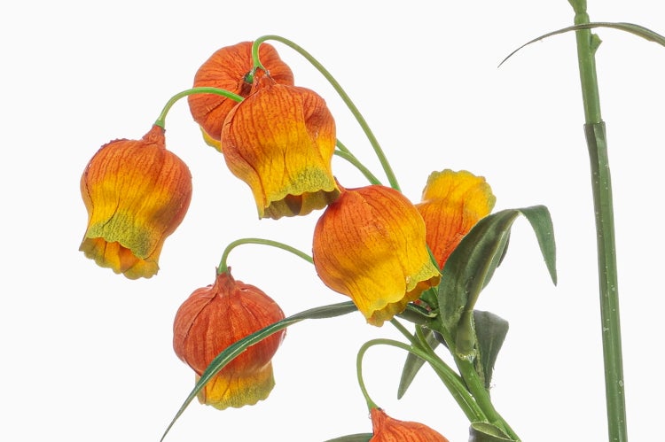 Künstliche Fritillaria Kaiserkrone mit hängenden, glockenförmigen Blüten und grünen Stielen.