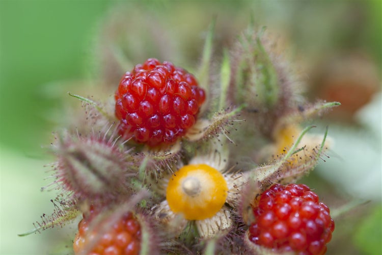 Rubus phoenicolasius, Japanische Weinbeere, 30–40 cm