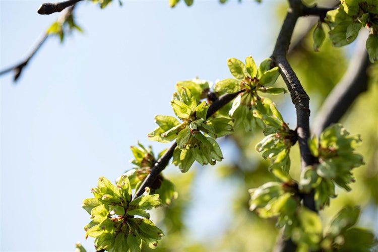 Ulmus glabra 'Pendula', Hänge-Ulme, 180 cm Stammhöhe