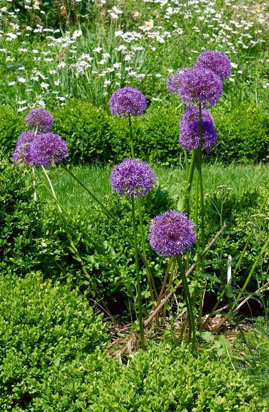 Allium macleanii 'Globemaster', Zierlauch, violett, ca. 11x11 cm Topf