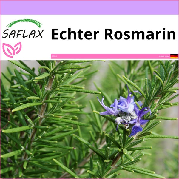 SAFLAX  - Echter Rosmarin - Rosmarinus officinalis - 100 Samen