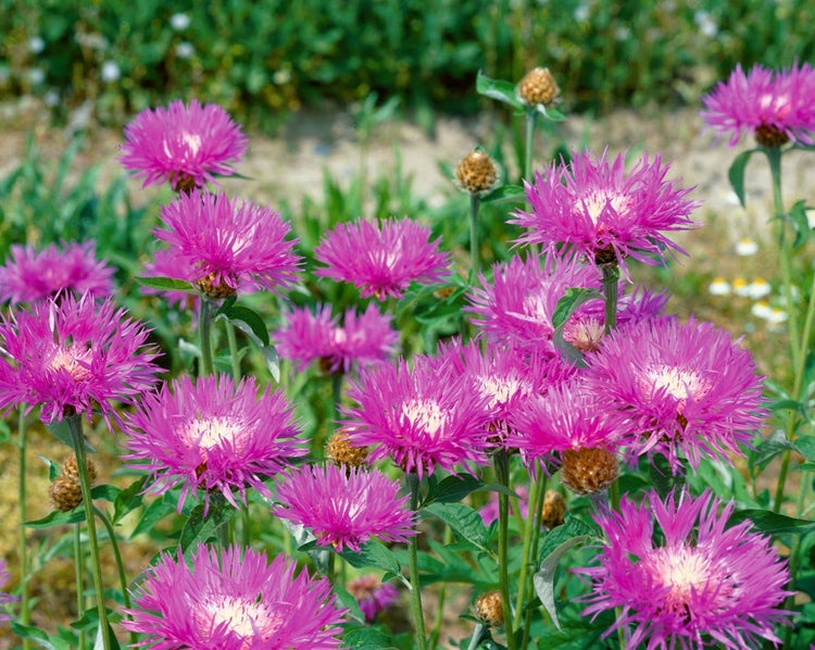 Centaurea hypoleuca 'John Coutts', Flockenblume, rosa, ca. 9x9 cm Topf