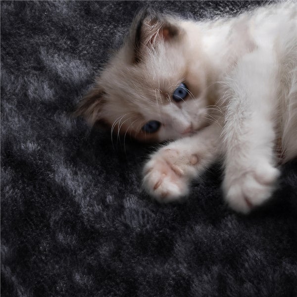 Junges Kätzchen mit blauen Augen liegt auf einer weichen Decke