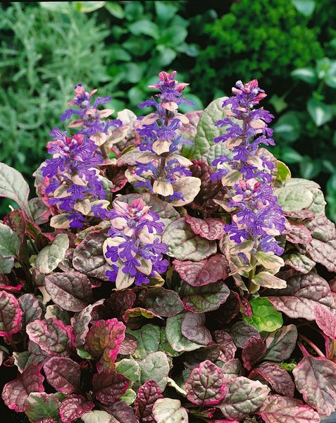 Ajuga reptans 'Burgundy Glow', Günsel, buntes Laub, ca. 9x9 cm Topf