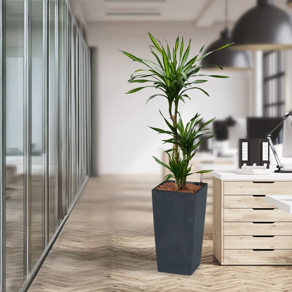 Büroszene mit Drachenbaum in einem hohen, dunklen Pflanzgefäß