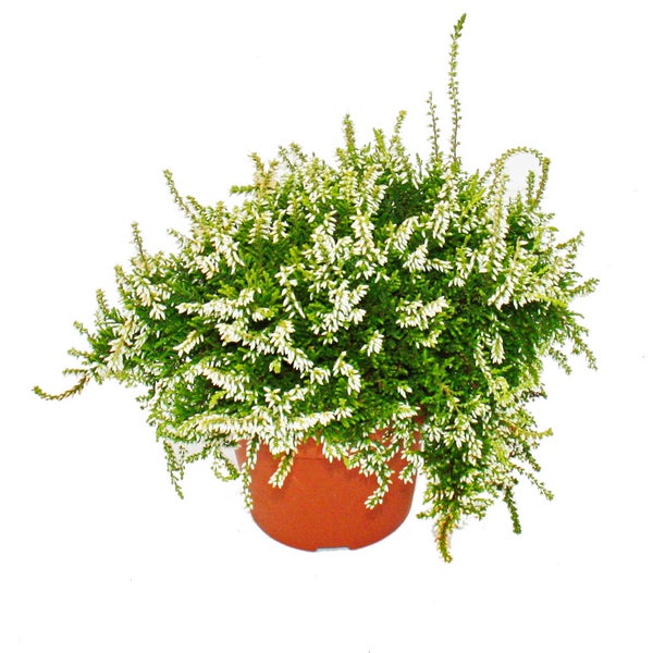 Hängende Calluna Set mit 3 Pflanzen hängende Besenheide Heidepflanze winterhart 12cm Topf weiss