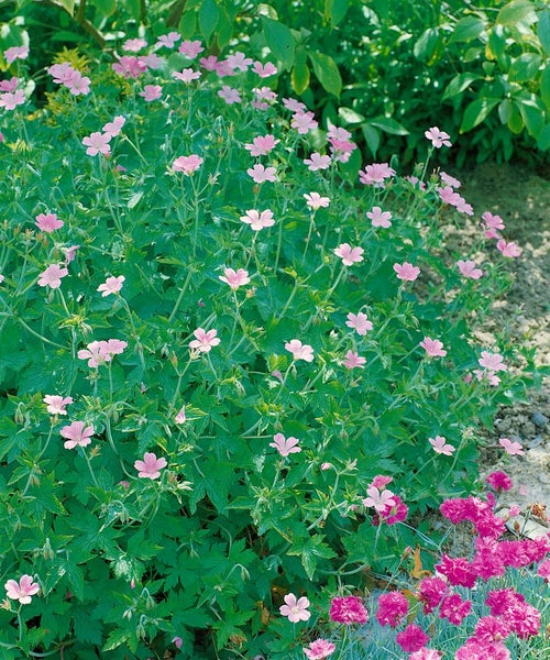 Geranium endressii, Storchschnabel, rosa Blüten, ca. 9x9 cm Topf