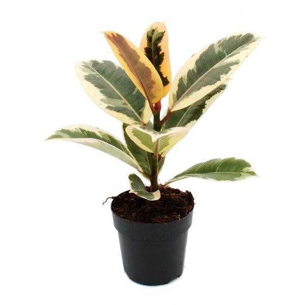 Weissbunter Gummibaum - Ficus elastica Tineke - 11cm Topf