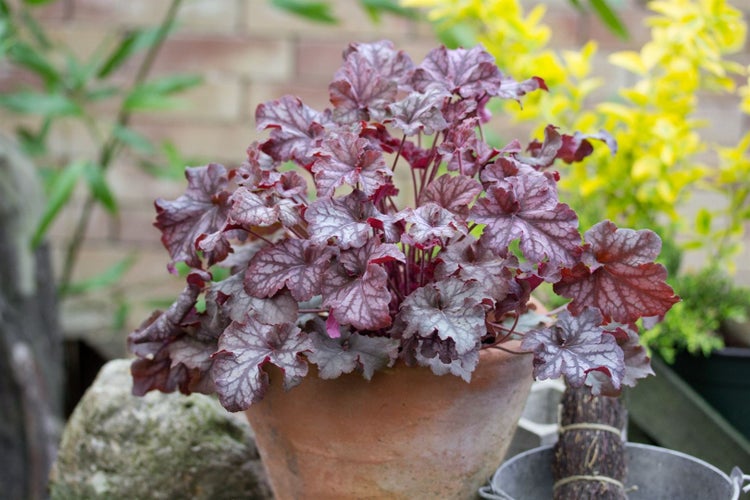 Heuchera micrantha 'Silver Scrolls', Purpurglöckchen, silbrig, ca. 11x11 cm Topf