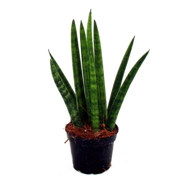 Sansevieria cylindrica - Pfiffiges 3er Set im 6,5cm Topf - Bogenhanf, Schwiegermutterzunge