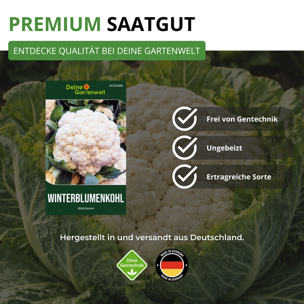 Saatgut für Winterblumenkohl Walcheren von Deine Gartenwelt. Frei von Gentechnik, ungebeiztes Saatgut, ertragreiche Sorte, hergestellt in Deutschland.