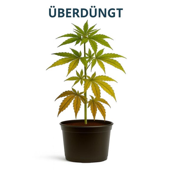 Eine überdüngte Hanfpflanze in einem Topf mit verfärbten Blättern als anschauliches Beispiel für eine Überdüngung.