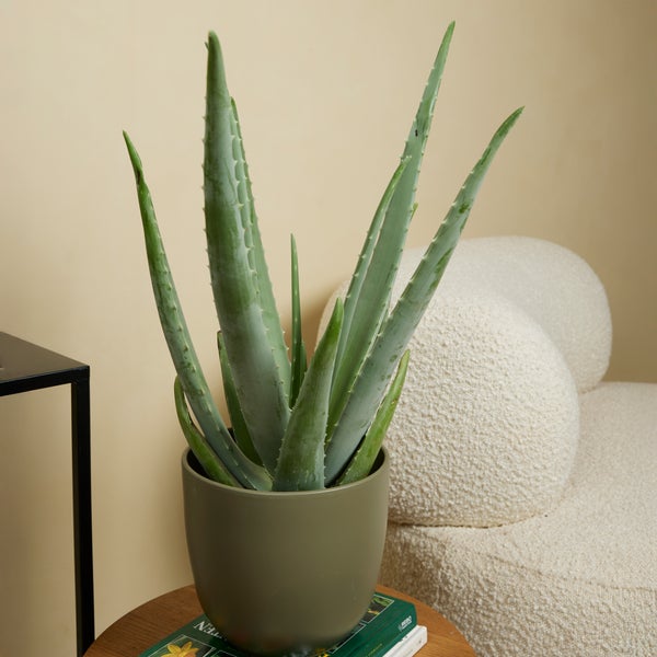 Aloe Vera Pflanze in einem Topf auf einem Tisch.