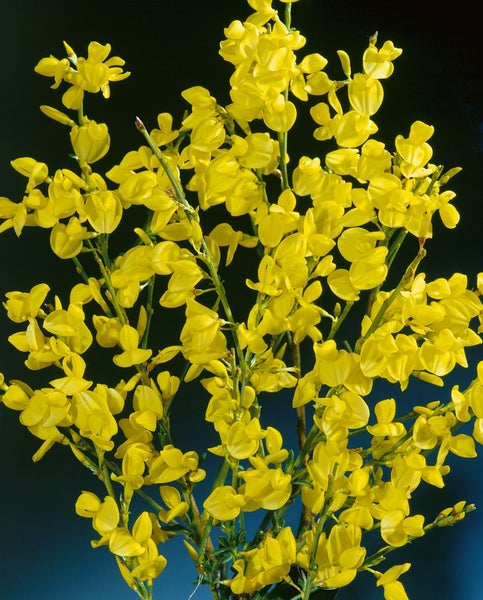Cytisus kewensis 'Niki', Besenginster, cremeweiß, 20–30 cm