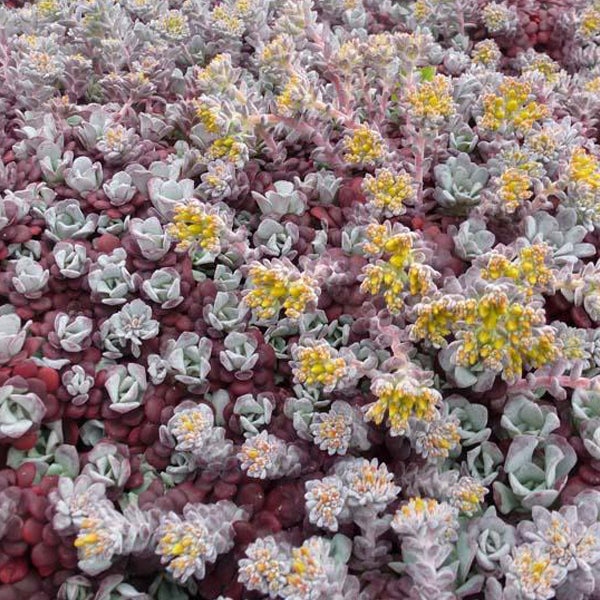 Nahaufnahme von Fettblattgewächsen mit gelben Blüten