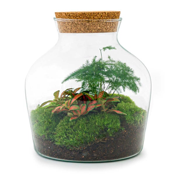 Flaschengarten Little Joe - DIY-Pflanzenterrarium - 21,5 cm hoch