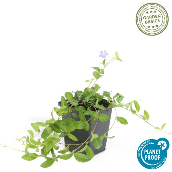 Bodendecker - Kleines Immergrün - Vinca minor - 9cm Topf - Set mit 12 Pflanzen