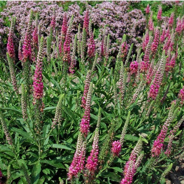 Aufnahme einer Ähren-Ehrenpreis-Pflanze im Garten.
