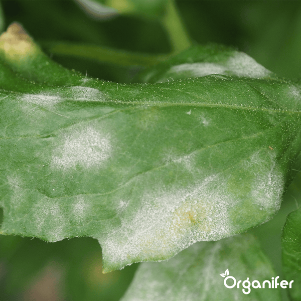 Leaf Diseases Blattkrankheiten-Konzentrat - 500 ml für 500 m2 - Organifer