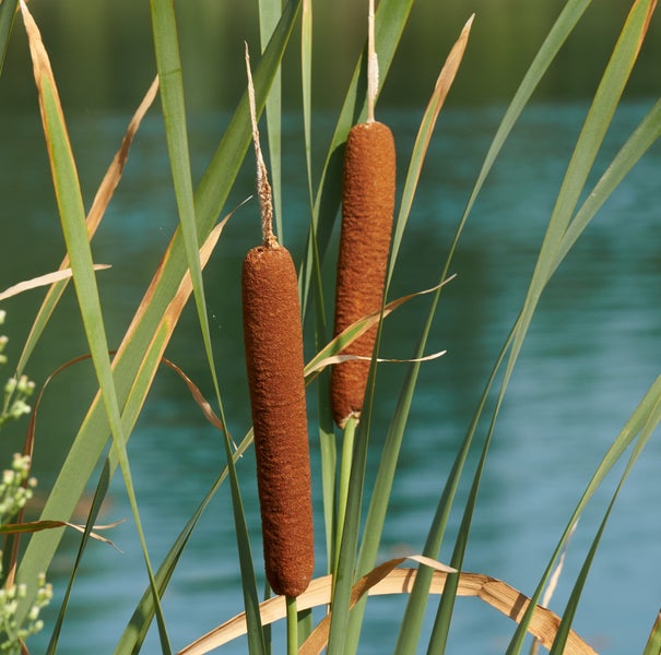 Rohrkolben Pflanze mit braunen Blütenkolben und langen grünen Blättern.
