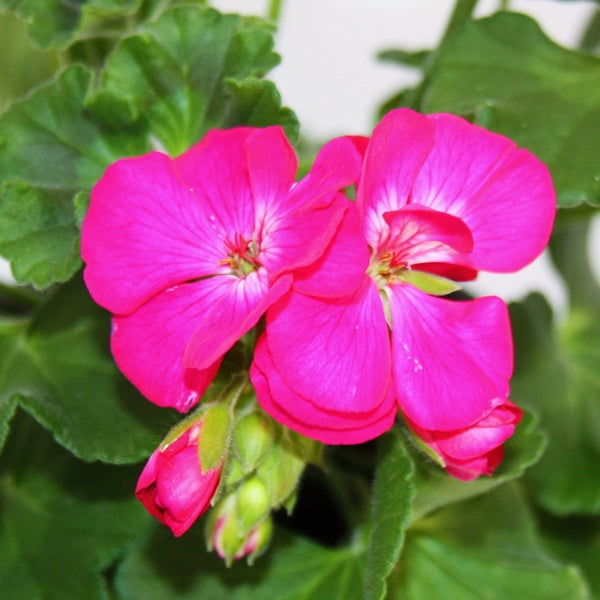 Geranien stehend - Pelargonium zonale - 12cm Topf - Set mit 6 Pflanzen - kräftig pink