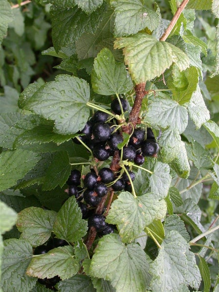 Ribes nigrum 'Titania', Schwarze Johannisbeere, 90 cm Stammhöhe