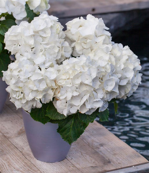 Hydrangea macrophylla 'Schneeball', Hortensie, weiß, 30–40 cm