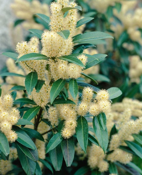 Prunus laurocerasus 'Herbergii', Kirschlorbeer, immergrün, 80–100 cm