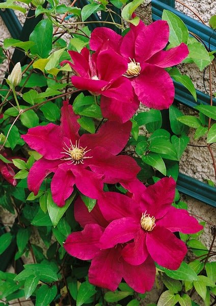 Kletterpflanze mit purpurroten Blüten und grünen Blättern