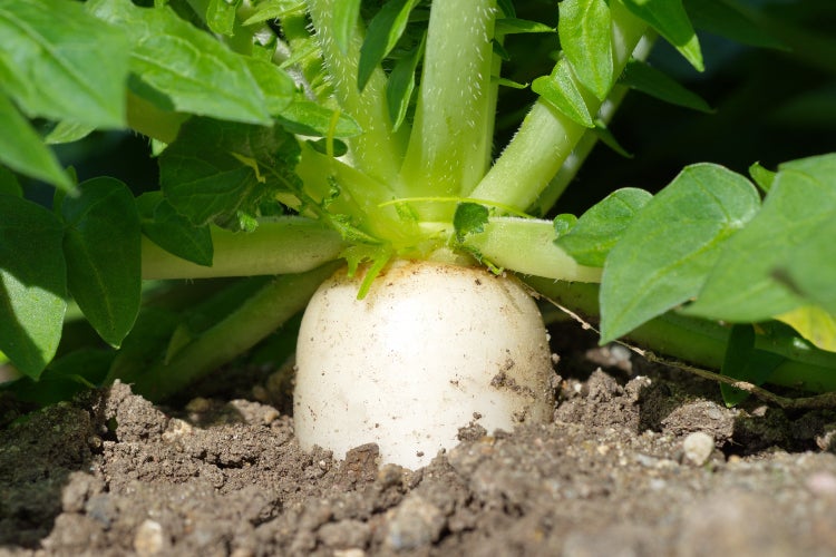 SAFLAX Anzucht Set - BIO - Rettich - Japanischer Daikon - Raphanus sativus - 100 Samen - Mit Mini-Gewächshaus, Anzuchtsubstrat und 2 Töpfen