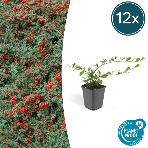 Zwergmispel Cotoneaster horizontalis im Pflanztopf, Set mit 12 Stück, bodendeckende Pflanze mit roten Beeren, Planet Proof zertifiziert.
