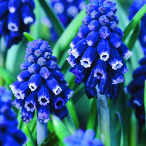 Nahaufnahme von blauen Traubenhyazinthen im Gartenbeet