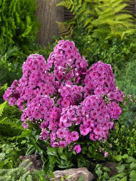 Flammenblume im Gartenbeet