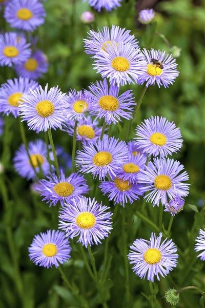Aster dumosus 'Lady in Blue', Kissen-Aster, blau, ca. 9x9 cm Topf