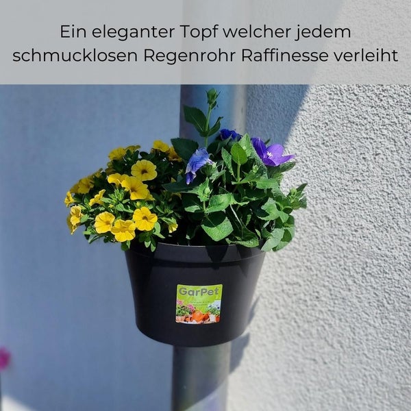 Bild einer Scheinbeere mit grünen Blättern.