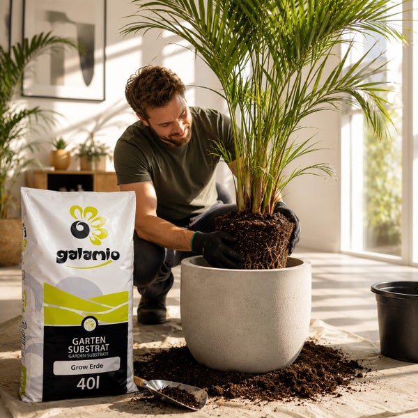 Ein Mann topft eine große Zimmerpflanze in einen runden Pflanztopf um, daneben steht ein 40 Liter Sack Galamio Garten Substrat Grow Erde.