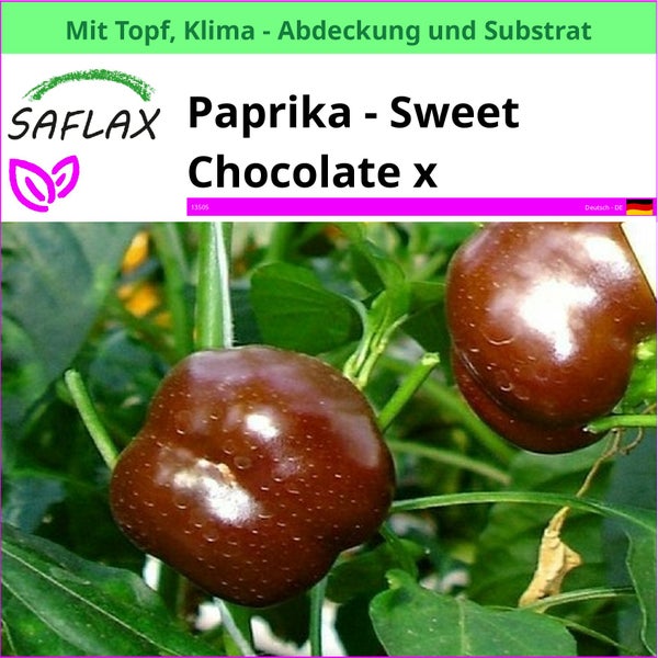 Paprika Sweet Chocolate X Pflanze im Topf mit Klimaabdeckung und Substrat von Saflax