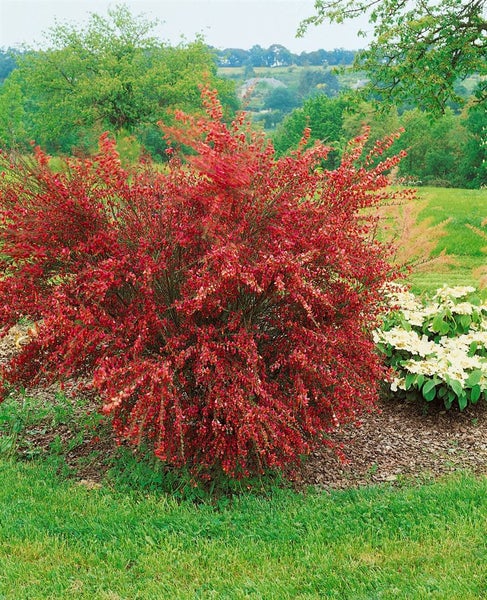 Cytisus scoparius 'Burkwoodii', Besenginster, rot-gelb, 40–60 cm