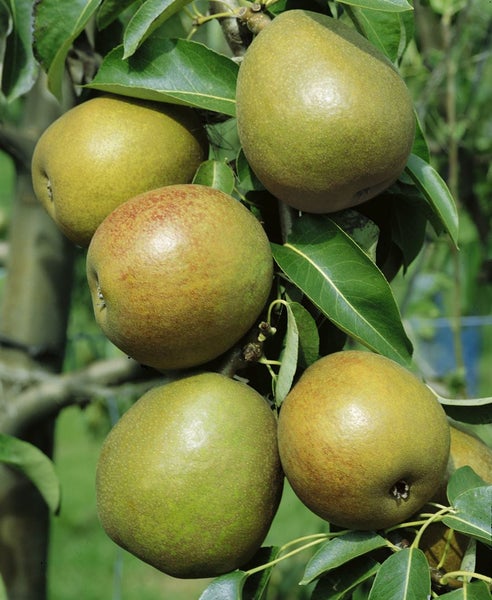 Pyrus communis 'Alexander Lucas', Birne, 150–200 cm