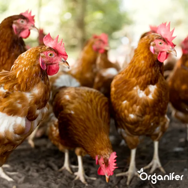 Organifer Premium Hühnermist Pellets Dünger 20 kg für bis zu 200 m²