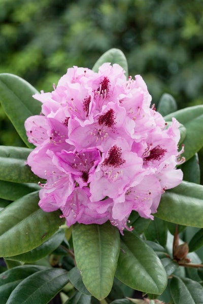 Rhododendron Hybr. 'Holstein', Rhododendron, rot, 30–40 cm