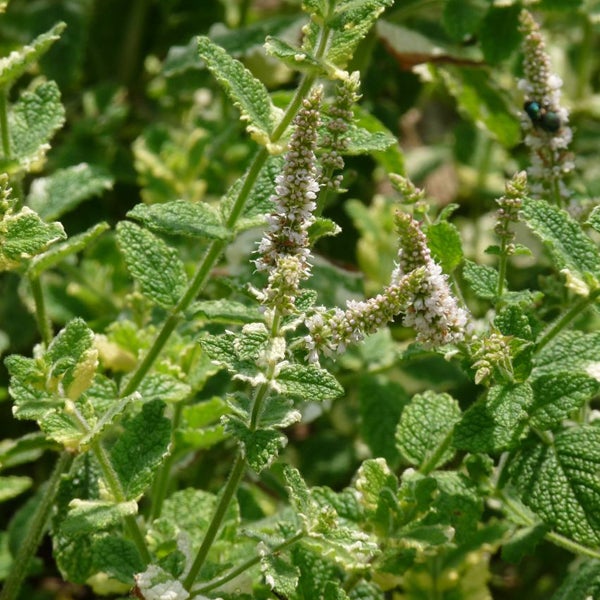 Nahaufnahme von Minze mit Blättern und Blüten.