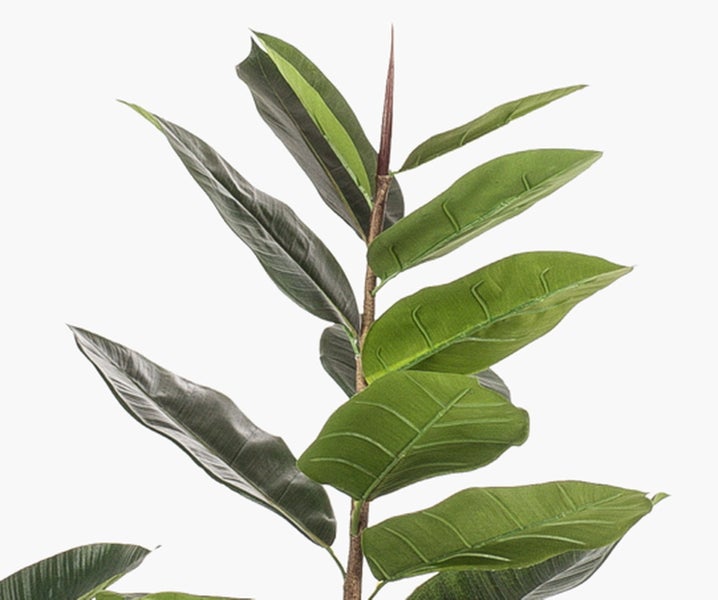 Wurzelballen einer Pflanze mit Moos und sichtbaren Luftwurzeln.