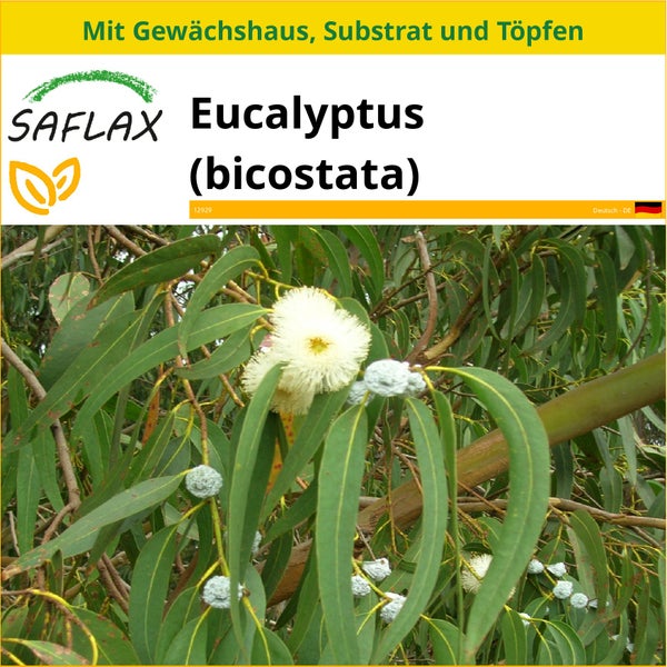 SAFLAX Anzucht Set - Eucalyptus (bicostata) - Eucalyptus globulus bicostata - 100 Samen - Mit Mini-Gewächshaus, Anzuchtsubstrat und 2 Töpfen