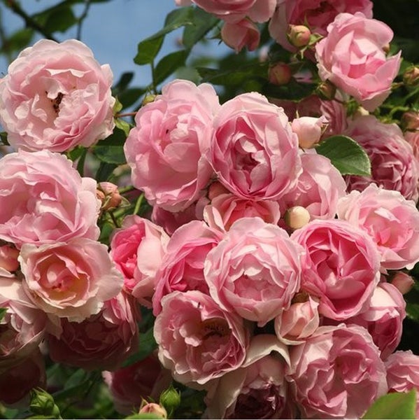 Nahaufnahme von rosa Rosenblüten