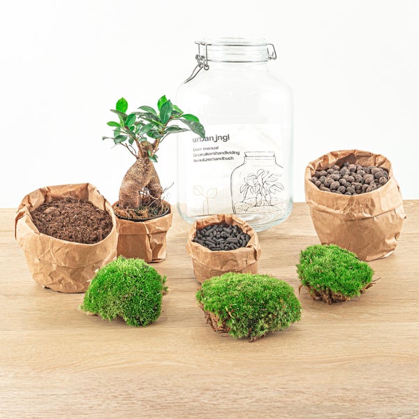 Flaschengarten Mason Jar DIY-Pflanzenterrarium 28 cm mit Ficus Bonsai incl. Rechen und Schaufel