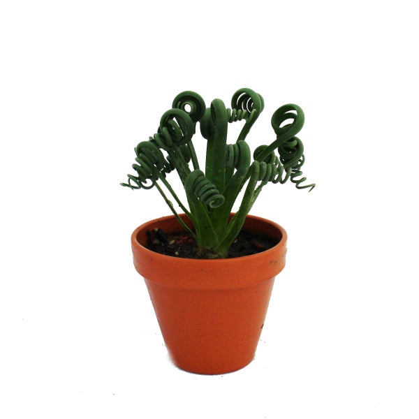 Albuca spiralis Frizzle Sizzle - Ausgefallenes Zwiebelgewächs