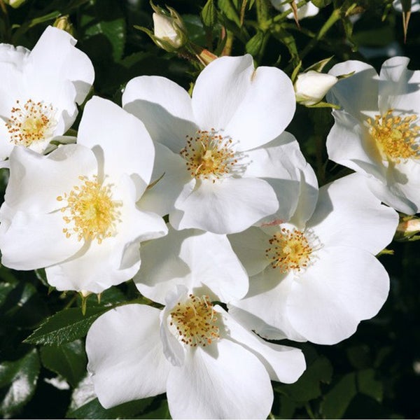 Nahaufnahme weißer Rosenblüten