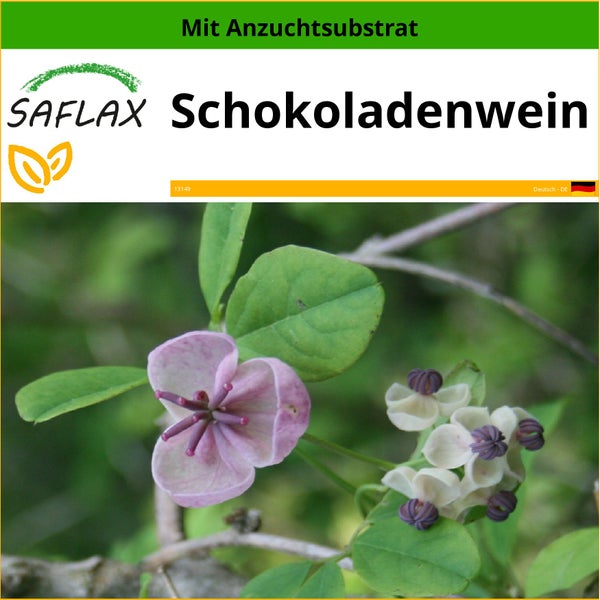 SAFLAX  - Schokoladenwein - Akebia quinata - 10 Samen - Mit keimfreiem Anzuchtsubstrat